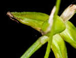 Eastern star sedge